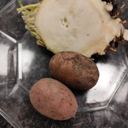 Kartoffeln und Sellerie aus dem Schulgarten
